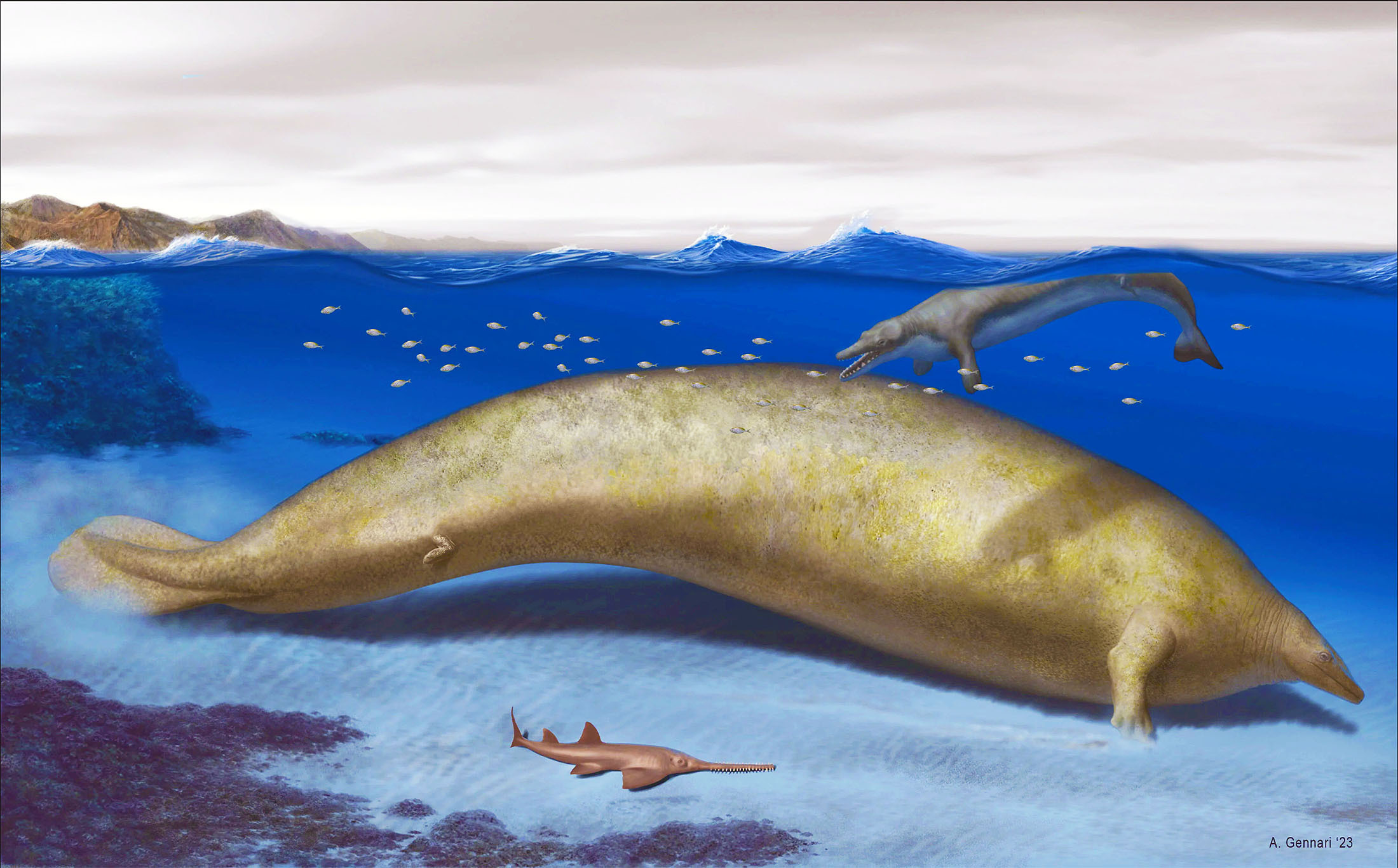 Právě si prohlížíte Vědecký dvoutýdeník: Odhalování tajemství pravěkého druhu obří velryby