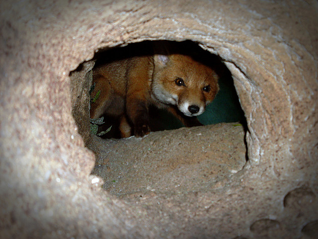 Přečtete si více ze článku Komentář: Patří nora lišce, nebo norníkovi?