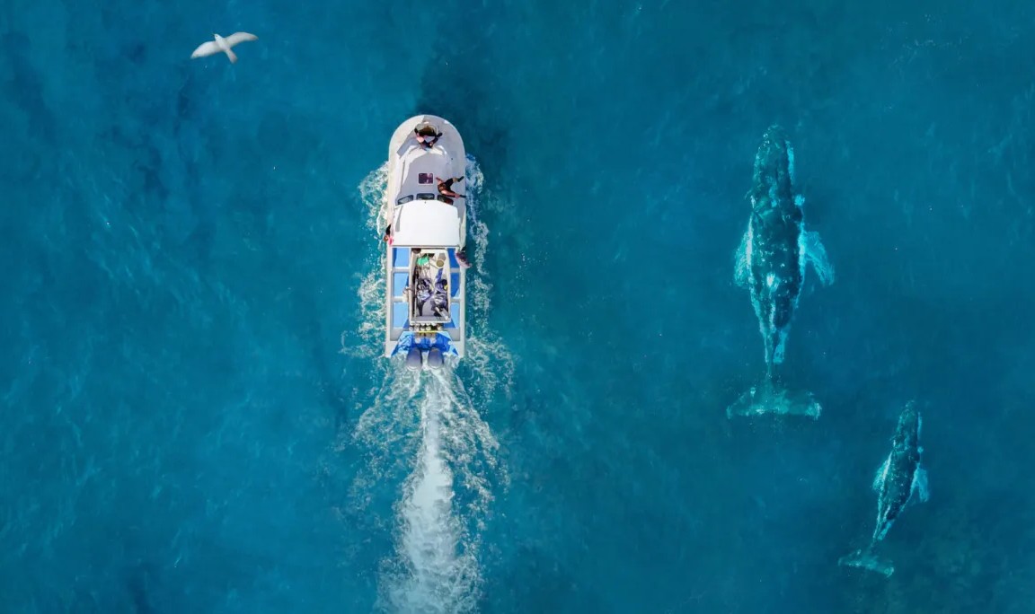 Přečtete si více ze článku European Ocean Days: Proč by nás měla v Česku zajímat modrá ekonomika v agendě EU